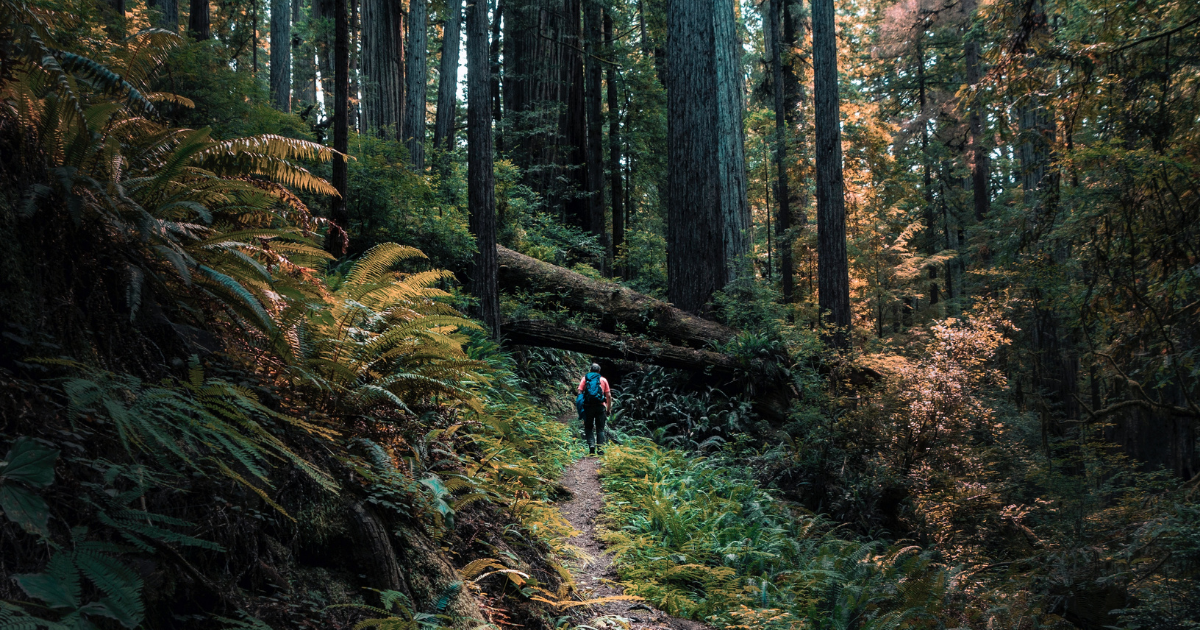 Humboldt County - The Redwood Curtain