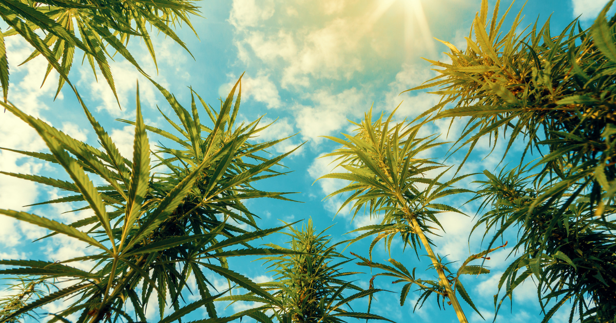 Environmental Impact of Growing Cannabis