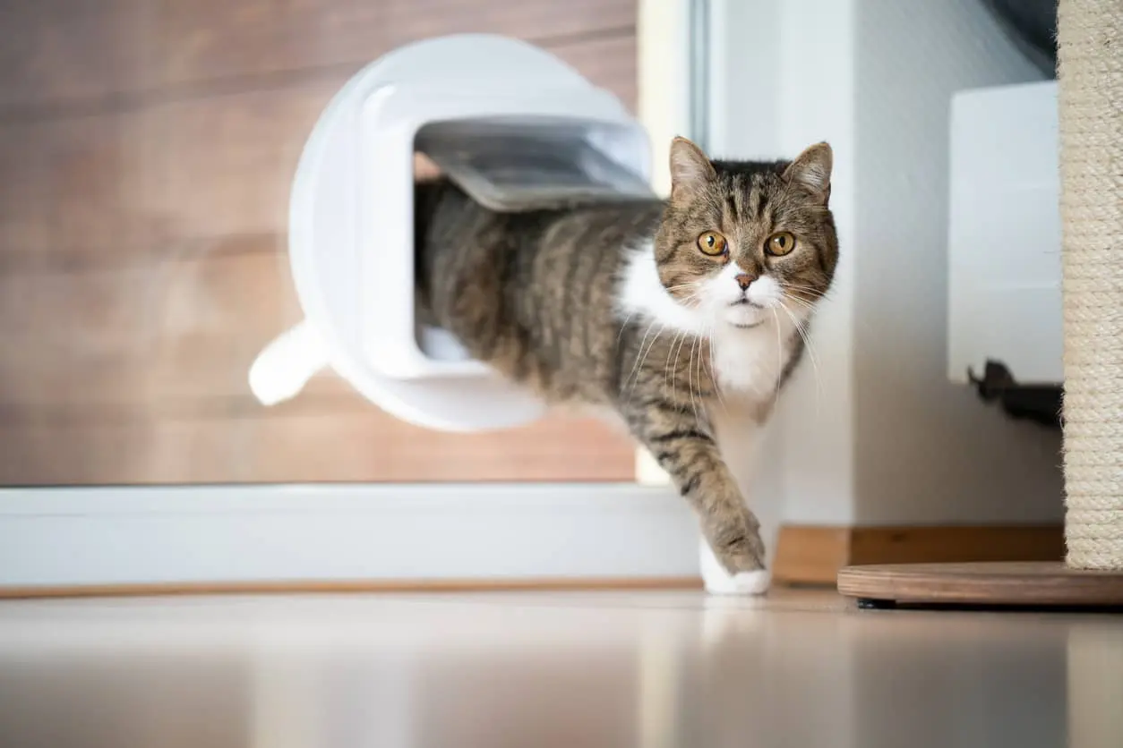 Cat jumps through a cat flap in the door
