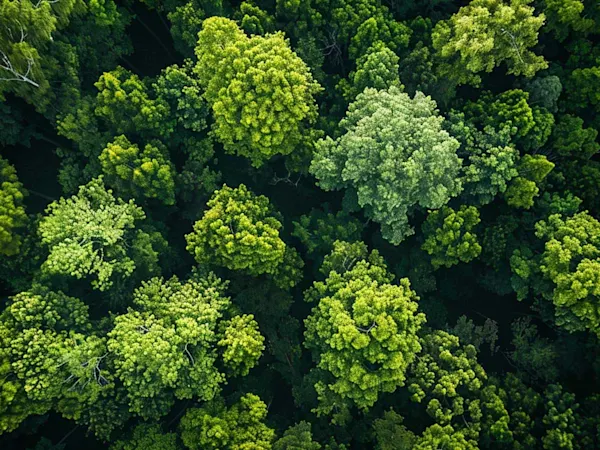 Trees from air