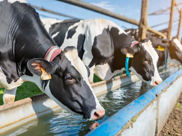 Cows drinking water from a trough on a farm