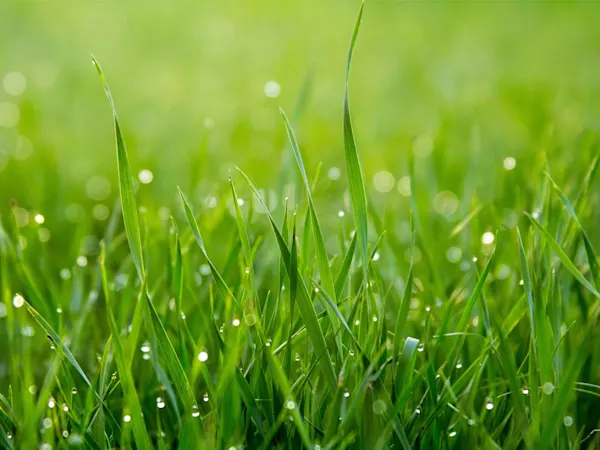 Close-up of grass