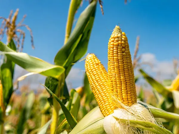 Corn in a corn field