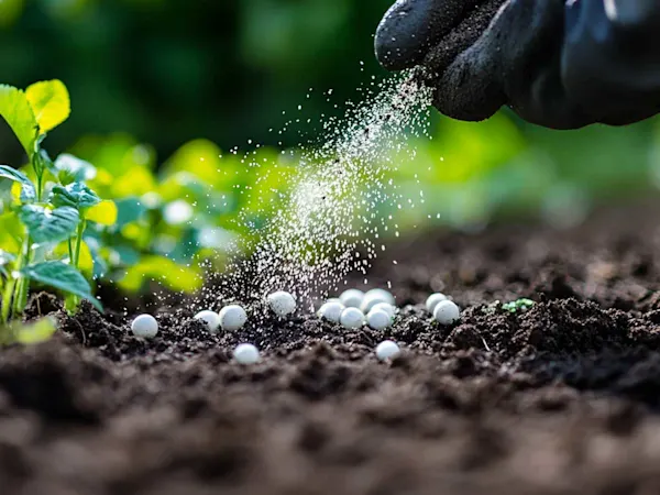Hand spreading fertilizer