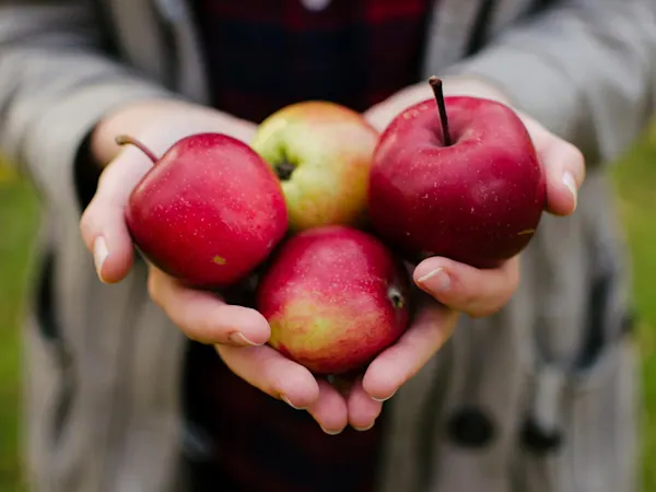 Someone holding apples in their hands