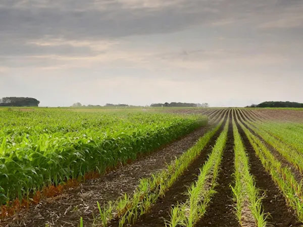 Crops in a field