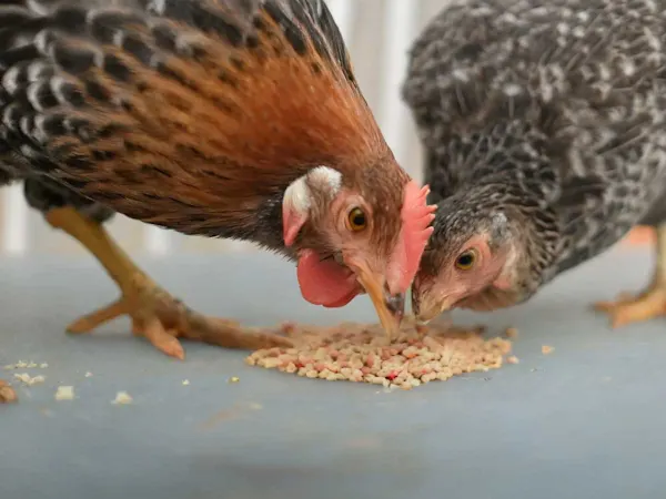 Farm chickens pecking at feed