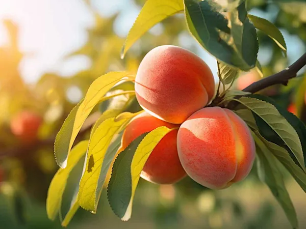 Peaches on a peach tree
