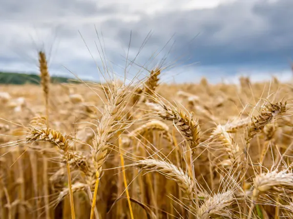Wheat field