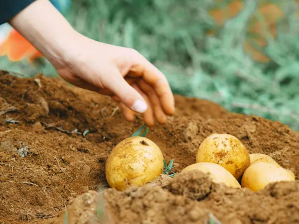 Person reaching for a potato in a field