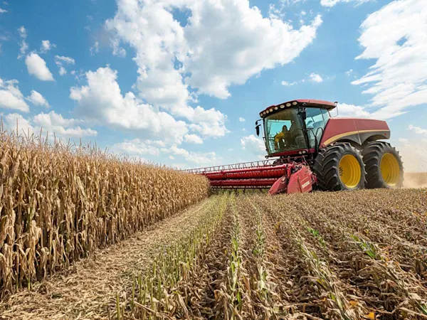 Corn field production