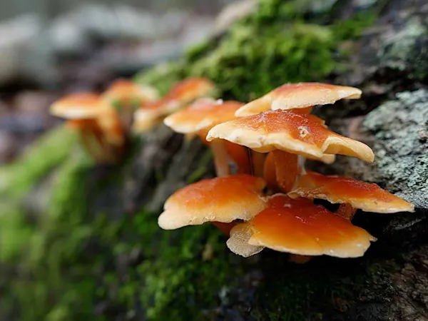 Fungi
