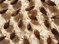 Brown marmorated stink bugs