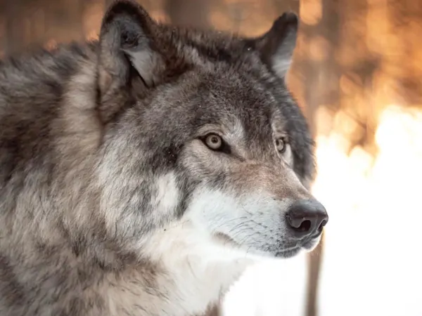 An American wolf in the snow