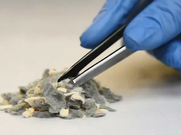 Blue glove with tweezers holding asbestos