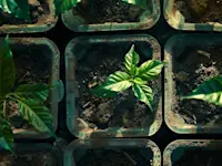 Coffee plant growing