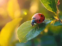 Lady bug