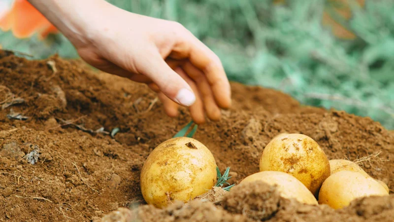 Person reaching for a potato in a field