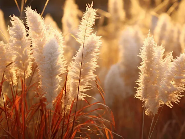 Annual grasses on a sunny afternoon