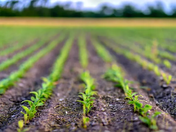Crops in a field