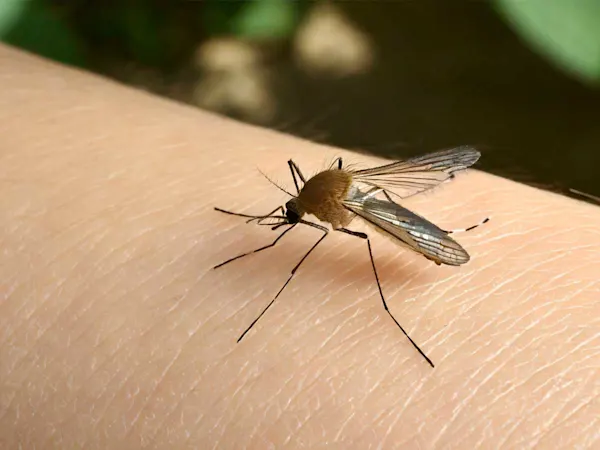 Mosquito on an arm