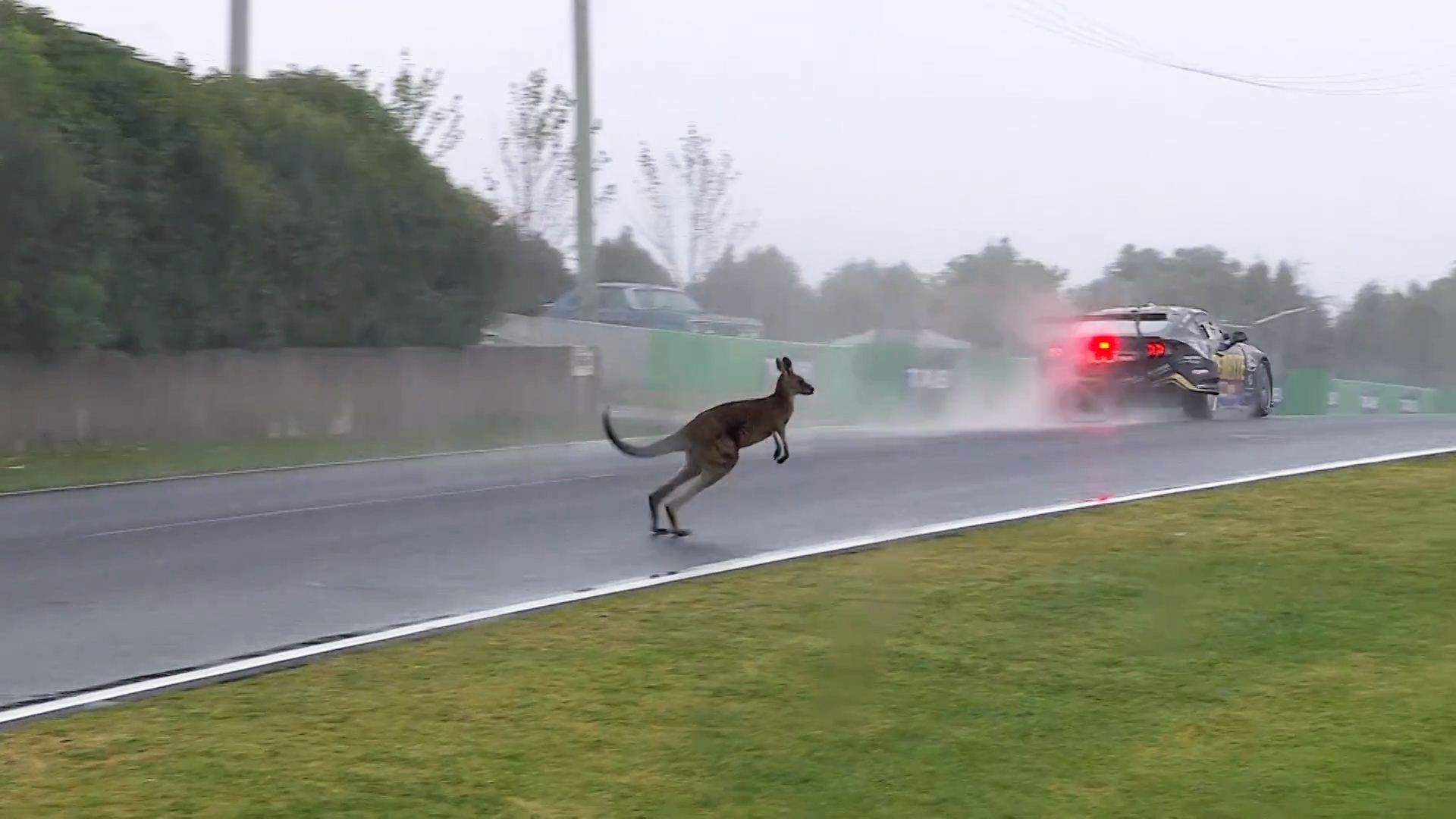 The kangaroo close call that nearly ended Allen's Finals hopes | Supercars