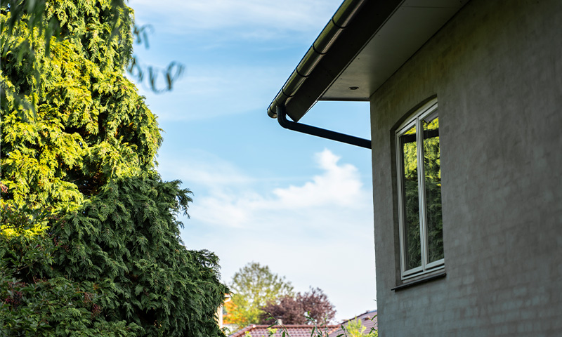 Grå husfasade med vindu ved tett grønn thuja under blå himmel.