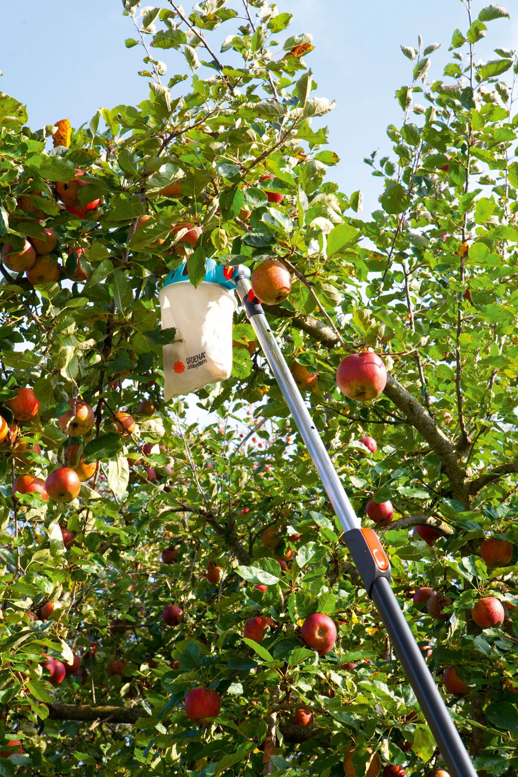 Lang epleplukker med hvit pose fanger røde epler i grønn trekrone mot blå himmel