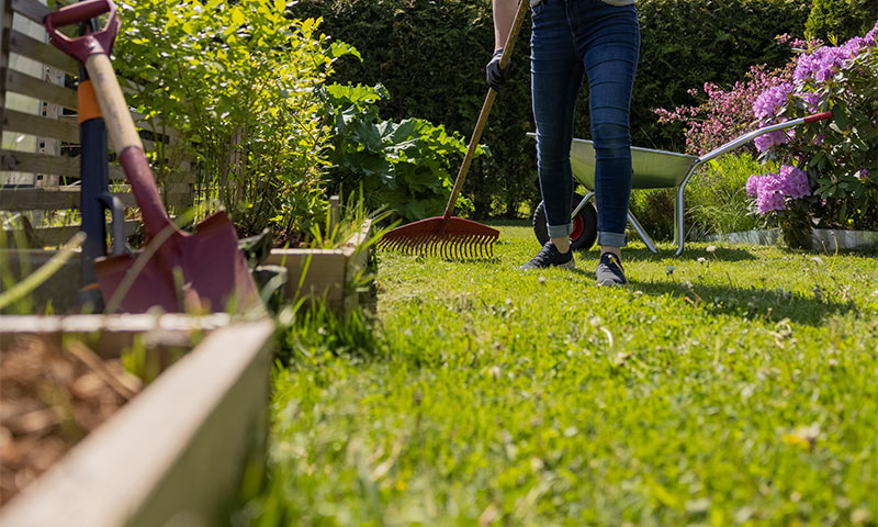Person raker grønt gress med rød rake i solfylt hage med lilla blomster og grønn trillebår.