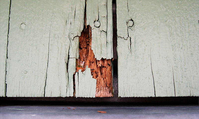 Flassende lysegrønn trepanel avslører råttent brunt tre bak sprekker