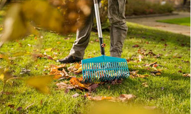 Person raker gule høstblader på grønt gress med turkis rive.