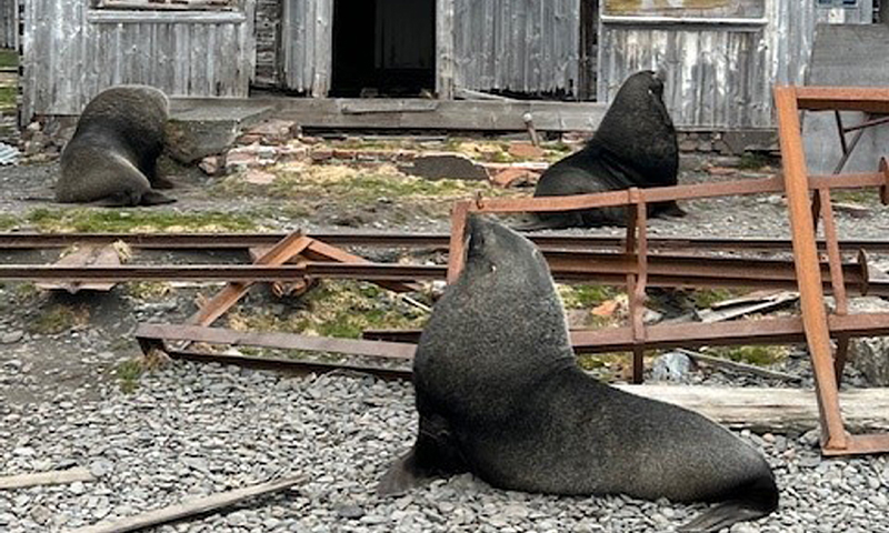Tre mørkebrune sjøløver på grus foran forfallen grå trebygning med rustne skinner.