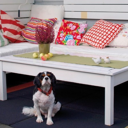 Svart-hvit cavalierhund foran hvit sofa med røde og flerfargede puter, grønn bordløper og epler