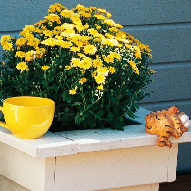 Gule krysantemum i hvit potte, gul kopp og liten liggende keramikkatt foran grå vegg.