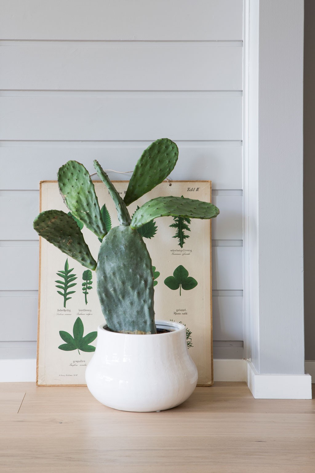 Grønn kaktus i hvit keramikkpotte foran botanisk illustrasjon på lyst tregulv og hvit vegg.