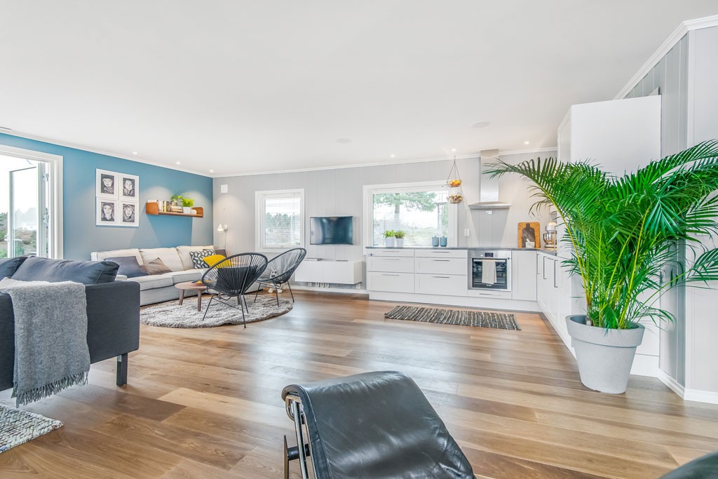 Lyst åpent kjøkken-stue: hvite skap, blå vegg, grå sofa, sorte stoler og grønn plante