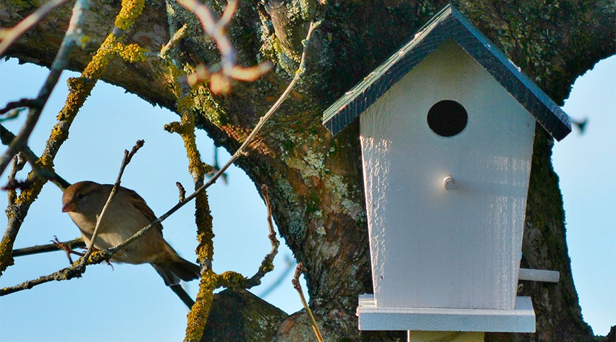 Hvit fuglekasse festet til mosegrodd tre, gul lav og brun spurv på greina.