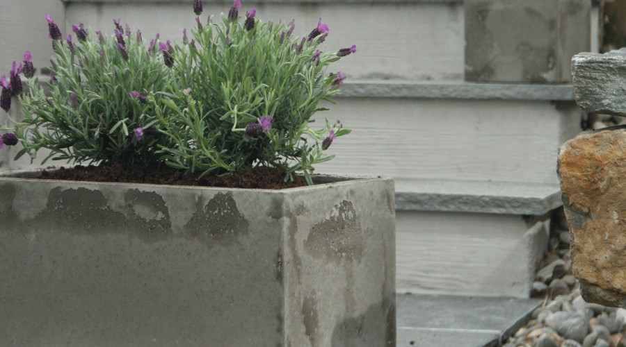 Lilla lavendel i grå betongkasse foran grå tretrapp og stein.