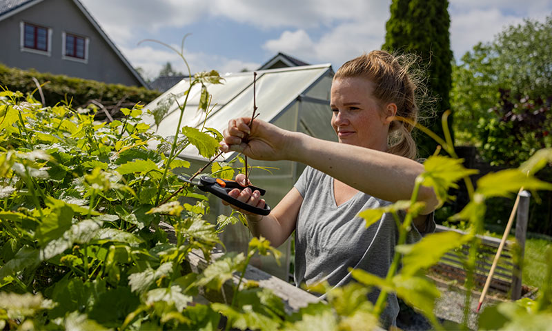 Person beskjærer grønne vinranker med saks ved drivhus i solfylt hage