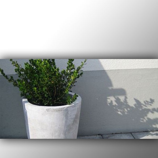 Grå sementpotte med tett grønn busk, skygge mot lysgrå vegg og flislagt gulv.