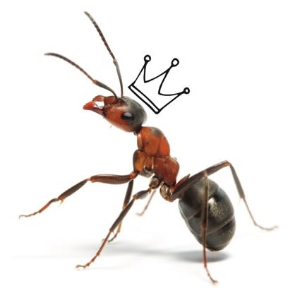 Dronning Maur () Dronning Maur