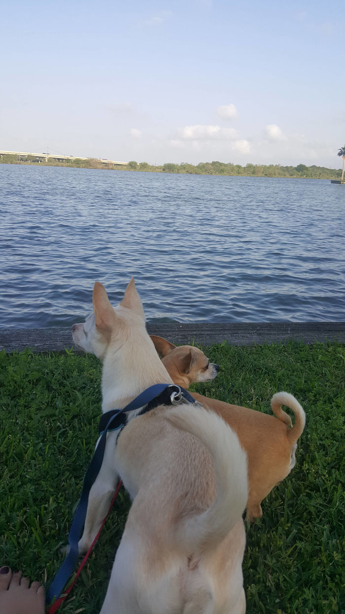 Aimee and dogs look at the water