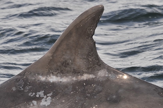 Middle Dolphin #103 (Midnick) - Bottlenose Dolphin - Photo-ID Catalogues - CRRU