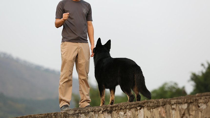 Yrittääkö koirasi pomottaa sinua?