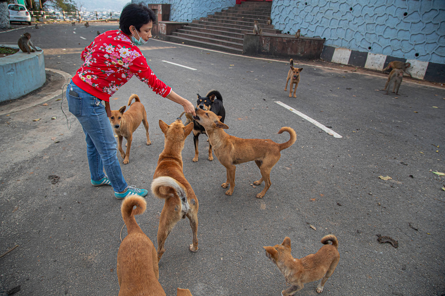 Why Should We Be Feeding Stray Animals The Full Frontal