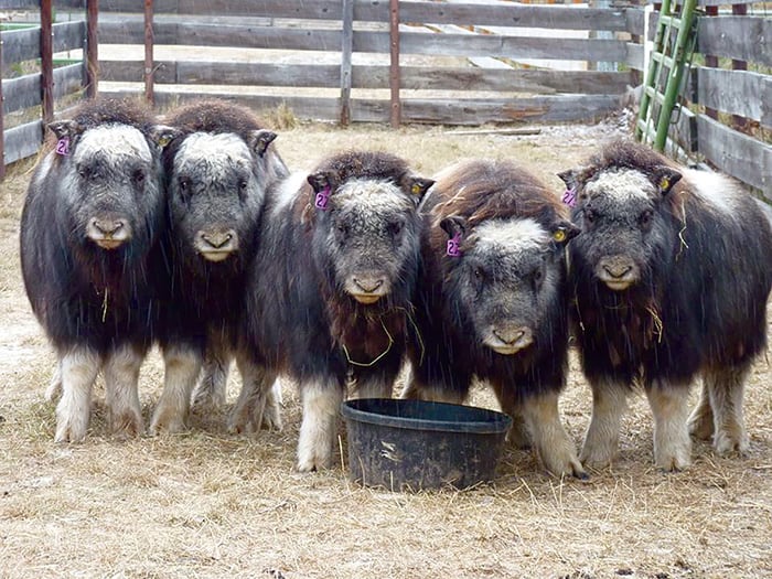 Large Animal Research Station