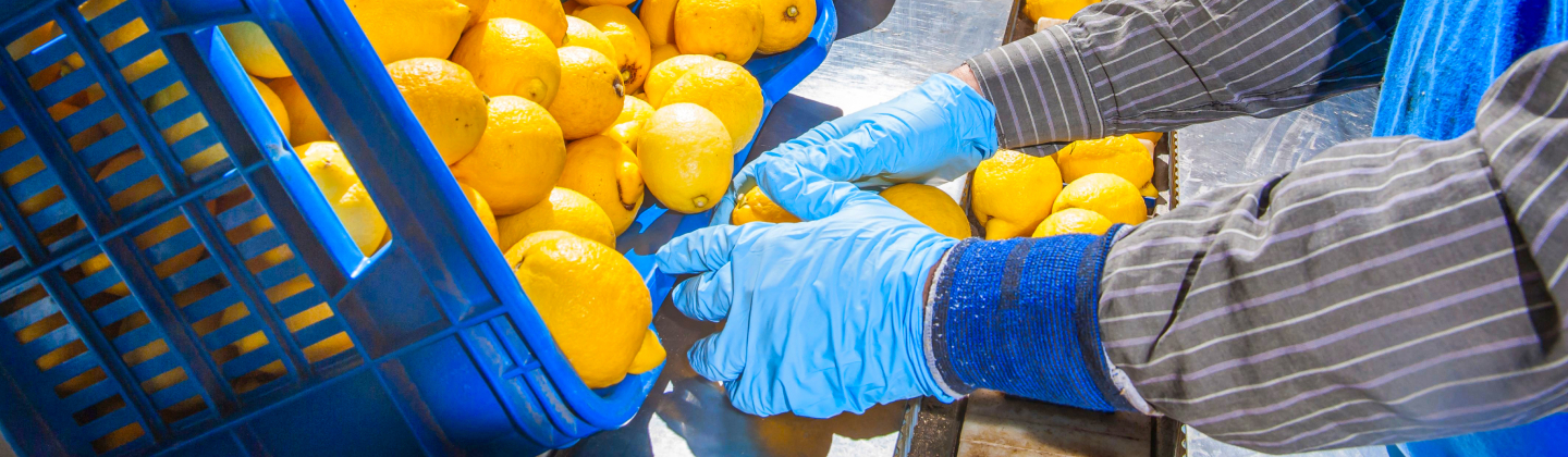 Hands in blue gloves sorting lemons from a crate onto a production line.