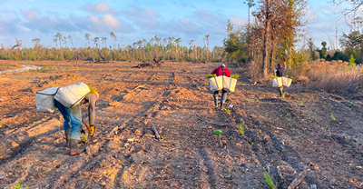 Workers planting trees