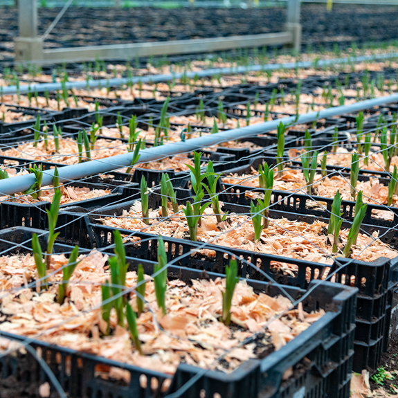 Rows of sprouts growing in a planters