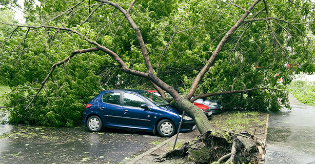 Car smashed by a fallen tree on a city street